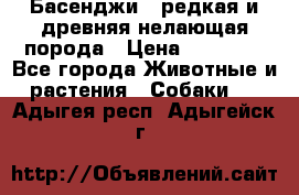Басенджи - редкая и древняя нелающая порода › Цена ­ 50 000 - Все города Животные и растения » Собаки   . Адыгея респ.,Адыгейск г.
